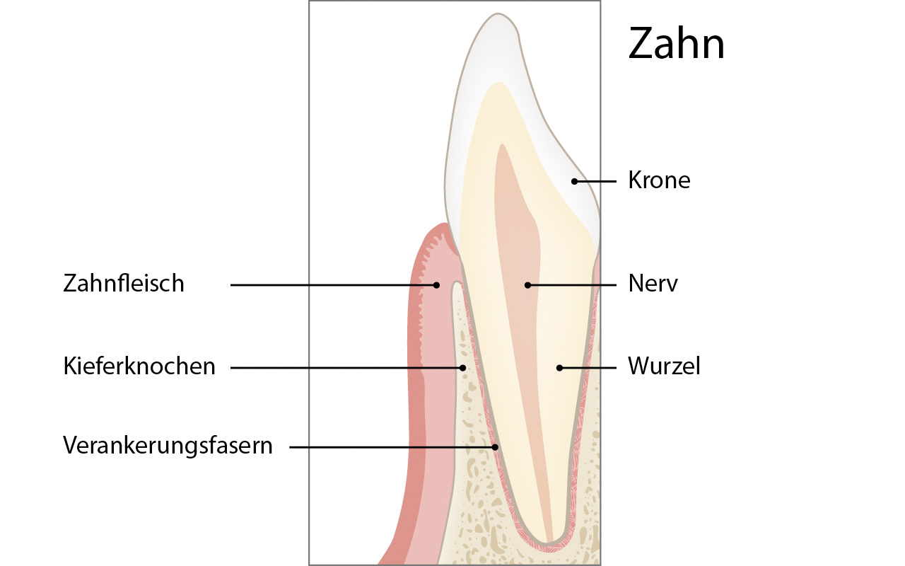Wie ist der Zahn im Kieferknochen verankert?